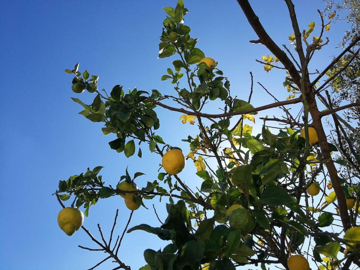 Pura Vida El Morche Διαμέρισμα Torrox Εξωτερικό φωτογραφία